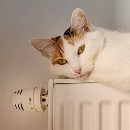 Energie effizient nutzen Katze auf Heizung