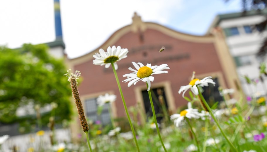 Eine Nahaufnahme der evo Blumenwiese. Auf der eine Biene sich gerade auf einer Blume niedersetzt.