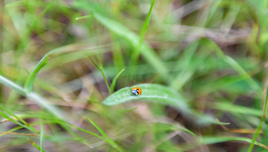 Eine Nahaufnahme eines Marienkäfers, der auf einem Grashalm sitzt.